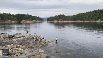 'Spiritual Experience': Orcas Meters From Quadra Island Shore Delight Onlookers