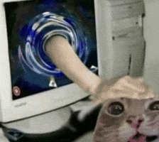 Pet Cat GIF
