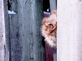 a christmas story GIF