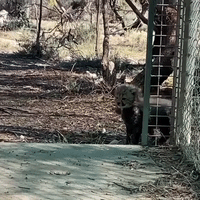 Monarto Cheetah Cubs Venture Out of Den