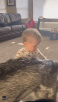 Husky Comments on Toddler's Delighted Attention