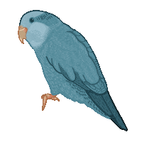 BirdsKnees bb bluebird wwsticker birdsknees Sticker