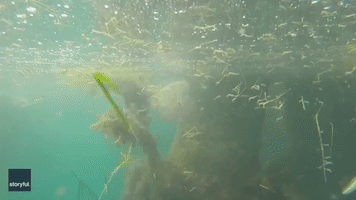 Marine Biologist Swims Through Herd of Baby Seahorses in Victoria