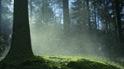 smoke tree GIF by Living Stills