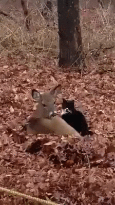 friends deer GIF