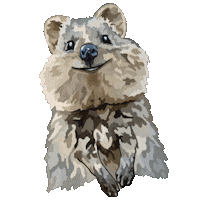 Cute Animal Quokka Sticker