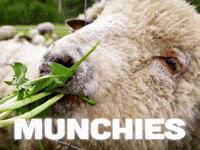 Hungry Mary Jane GIF by Sealed With A GIF