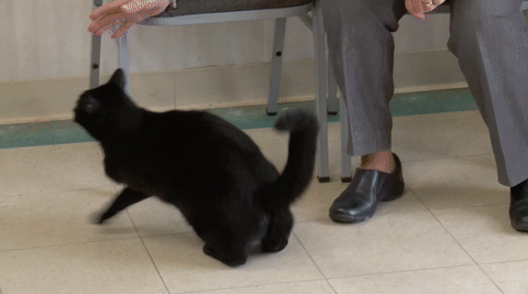 the incredible dr pol GIF by Nat Geo Wild 