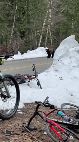 Cyclists Film Close Encounter With Grizzly Bear