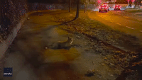 Curious Fox Closely Inspects Man's Phone During Encounter on Dublin Road