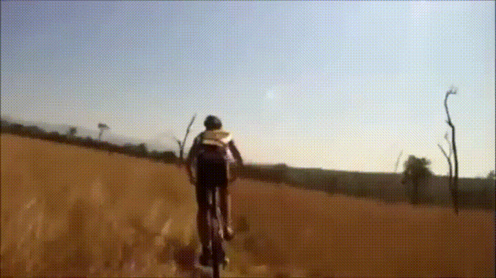 animals being jerks GIF