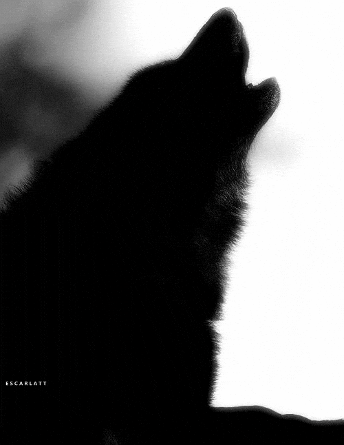 dustuncan giphyupload GIF