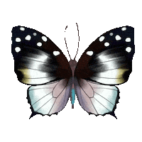 Butterfly Wings Sticker