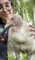 Rescued Turkeys Enjoy New Life