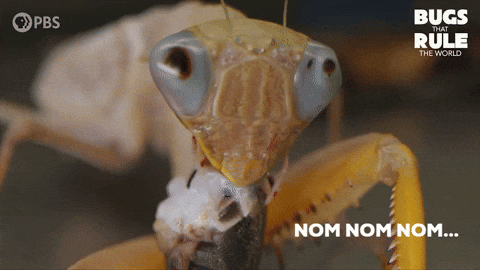Hungry Lets Eat GIF by PBS