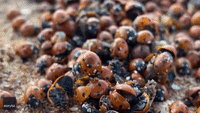 Swarm of Ladybugs Invade Russian Beach