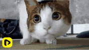 Cat Reaction GIF by TikiIndia
