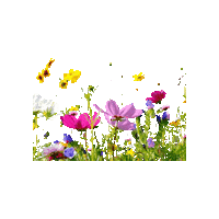 Spring Fruhling Sticker by Regensburg Guide