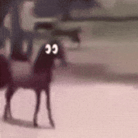 Horse Noticing GIF
