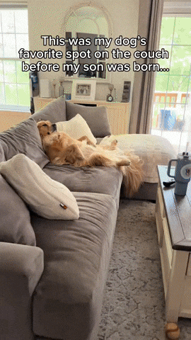 cuteanimalland giphyupload GIF