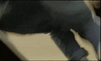 roll out jump GIF by Aaron Aye