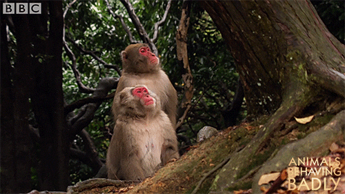 looking japanese macaque GIF by BBC