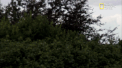 GIF by National Geographic Channel