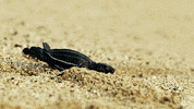 blue planet turtles GIF by BBC America