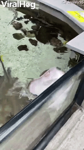 Excited Stingray Waves Hello GIF by ViralHog