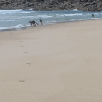 Playful Young Roos Have a Blast on New South Wales Beach