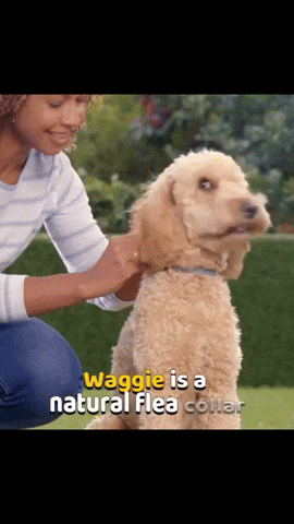 Your GIF