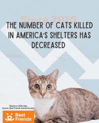 Cat Adopt GIF by Best Friends Animal Society