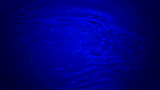 alligator rising GIF by University of Florida