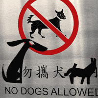 no way dogs GIF