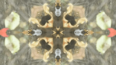 Art Film GIF by jorgemariozuleta