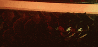 Music Video Dancing GIF by Nohemy