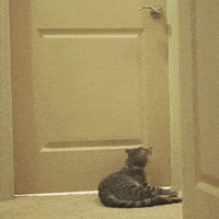 Cat Door GIF