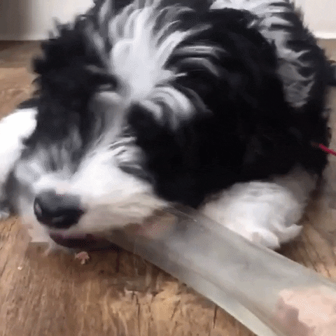 PupToys giphygifmaker GIF