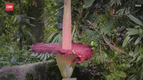 c742c96ae50b453ca3fb75a1c5021c8c giphyupload GIF