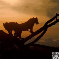 dynasties GIF by BBC America