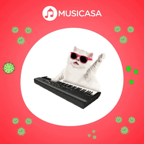 Piano Cat GIF by Musicasa