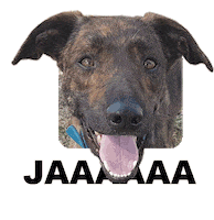 Adoptanocompres Camperito Sticker by El Campito Refugio