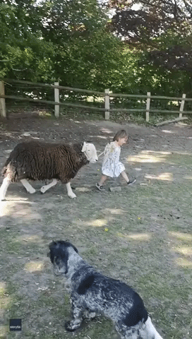 English Girl Giggles as She Plays With Her Sheep