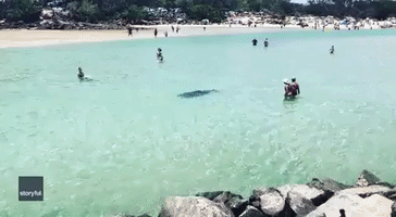 Dolphin Swims Past Delighted Beachgoers in Kingscliff, New South Wales