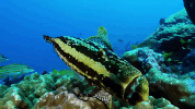 symphony for our world GIF by Nat Geo Wild 