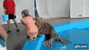 seal pervert GIF