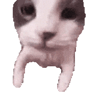 Cat Kiss Sticker