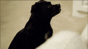 real housewives leeannelocken GIF