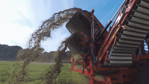 ASA-LIFT giphyupload vegetables harvest onion GIF