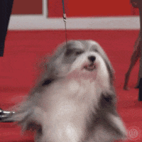 Dog Show Smile GIF by American Kennel Club